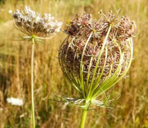 Week-end Sophrologie et Méditation en Bretagne