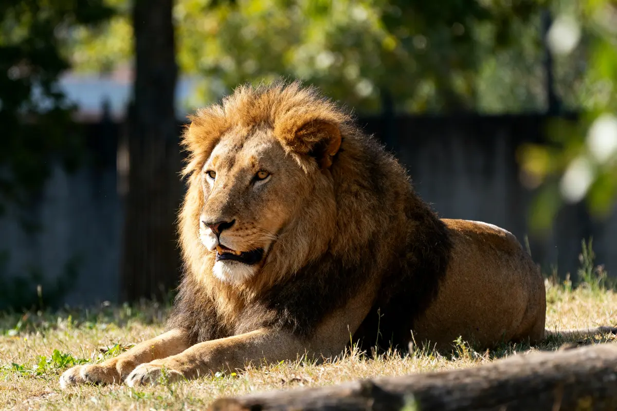 Horoscope lion du mois 2026 : Amour, travail &amp; argent 🦁